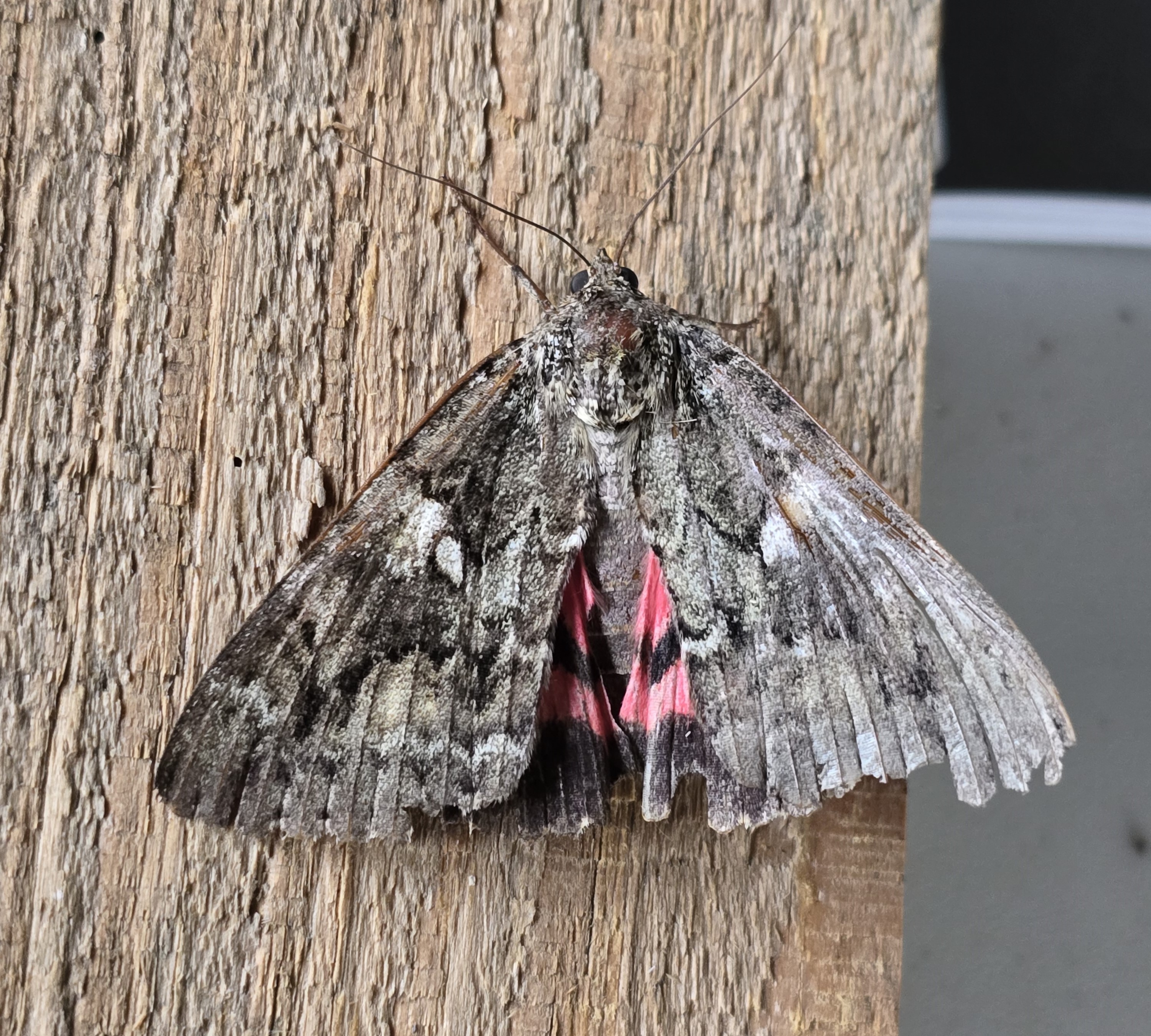 Photo of Dark Crimson Underwing (Catocala sponsa)